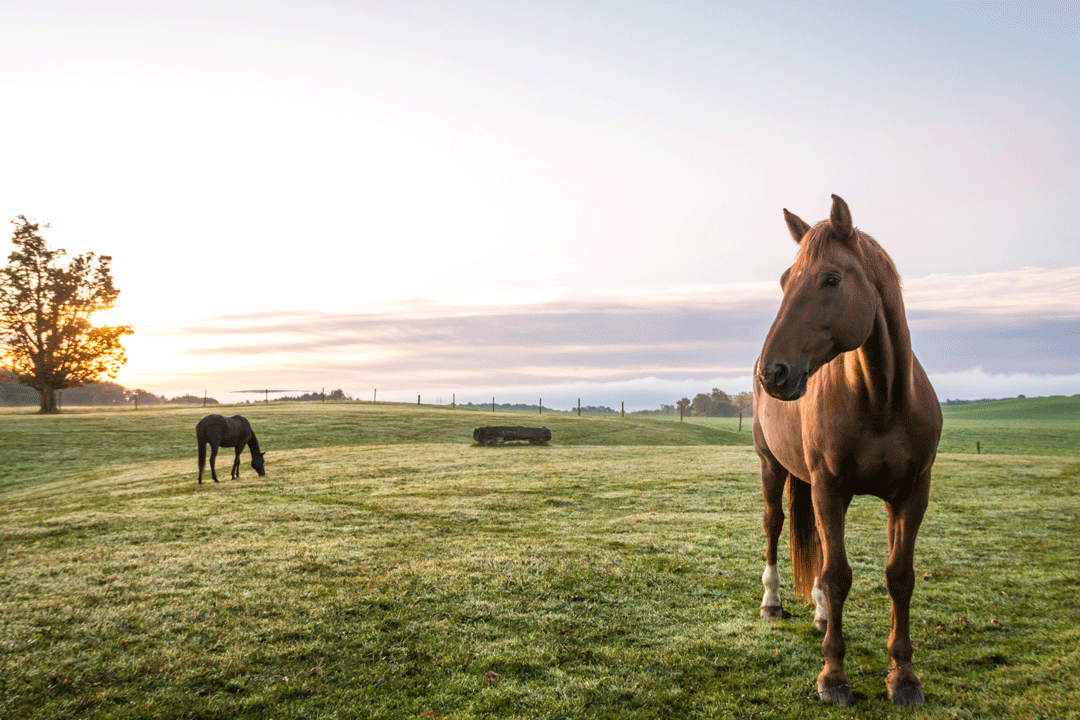 adobestock-295064230-620bbd50074e4299312106.gif