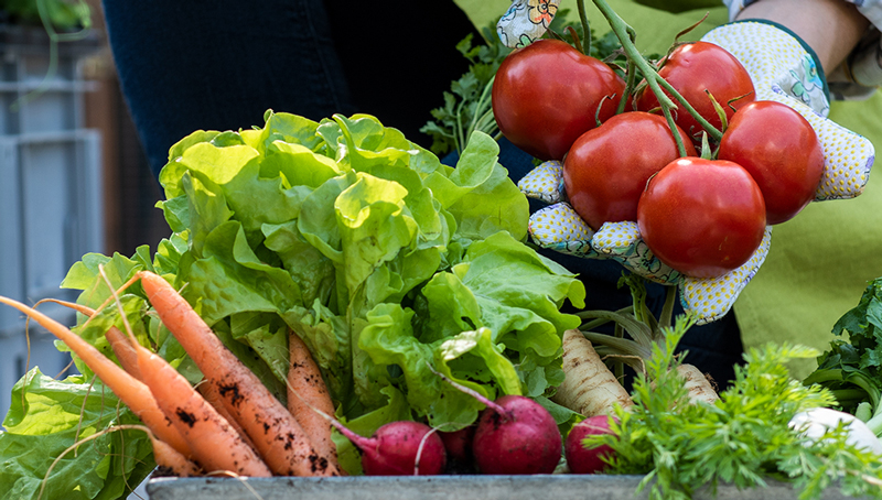 actu-filire-vegetal-nouveau-montant-unitaires-rural-62273bff6c551156265839.jpg