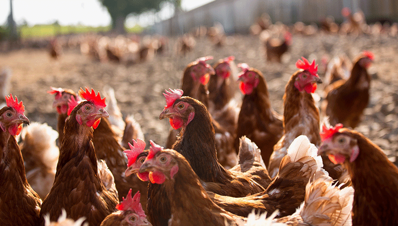 interdiction-de-l-elevage-de-poules-pondeuses-en-cage-6246bfd74166d871424469.png