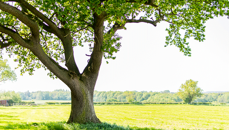 filiere-arboricole-624c07297fee3183135488.png