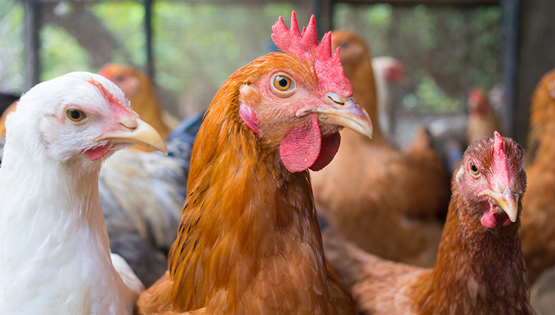 consequences-de-l-epizootie-d-influenza-aviaire-h5n1-63d7b8f55dc34783527826.jpg
