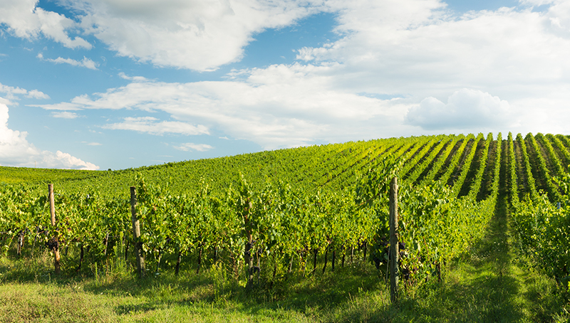 de-nouveaux-guichets-d-aides-pour-la-filiere-vitivinicole-63f5e13128440528582609.jpg