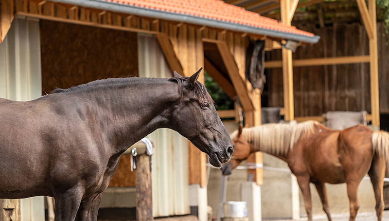precisions-sur-lapplication-de-la-taxe-damenagement-aux-batiments-equestres-63f765ae3647a217647168.jpg