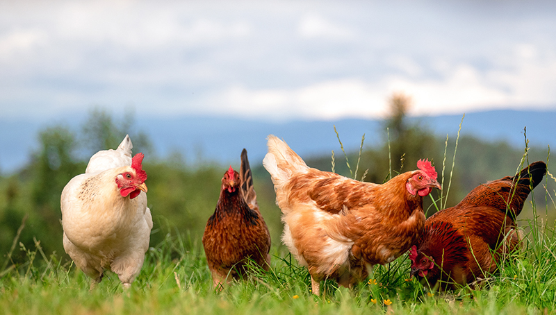 pizootie-d-influenza-aviaire-h5n1-la-france-etend-a-nouveau-les-zones-de-protection-647df58c4dfe3166411105.jpg