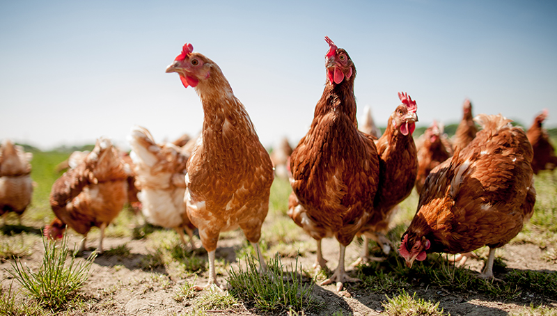 pizootie-d-influenza-aviaire-h5n1-zone-de-protection-64885285b640d813349617.jpg