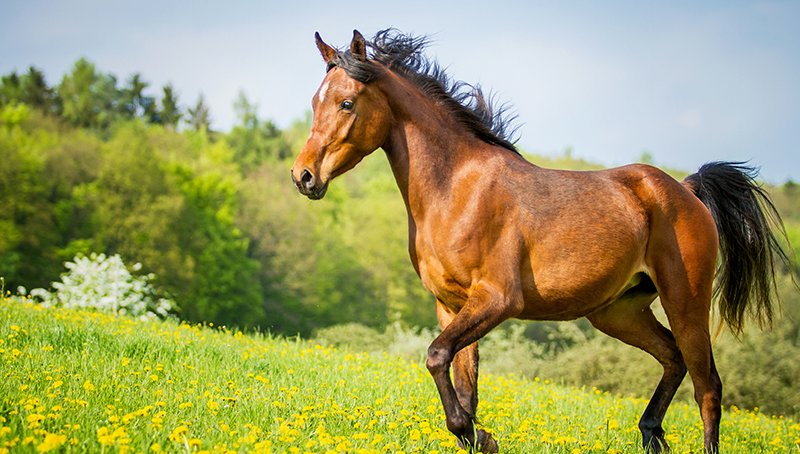 benefices-agricoles-qualification-revenus-tires-l-exploitation-chevaux-sport-adultes-64a2b5b074edb295490852.jpg