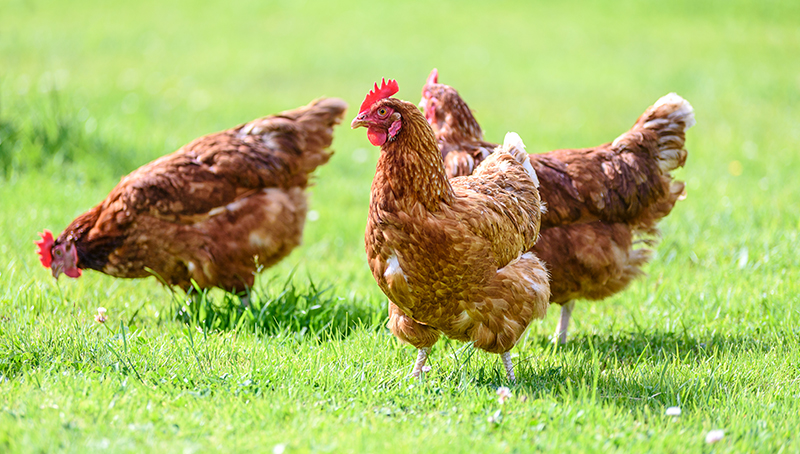 pizootie-d-influenza-aviaire-h5n1-dispositif-indemnisation-eleveurs-volailles-prolonge-64a40a7ba932a897330942.jpg