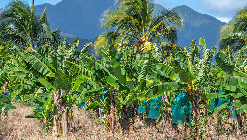 filirere-banane-64ad2fb43da54396920750.jpg