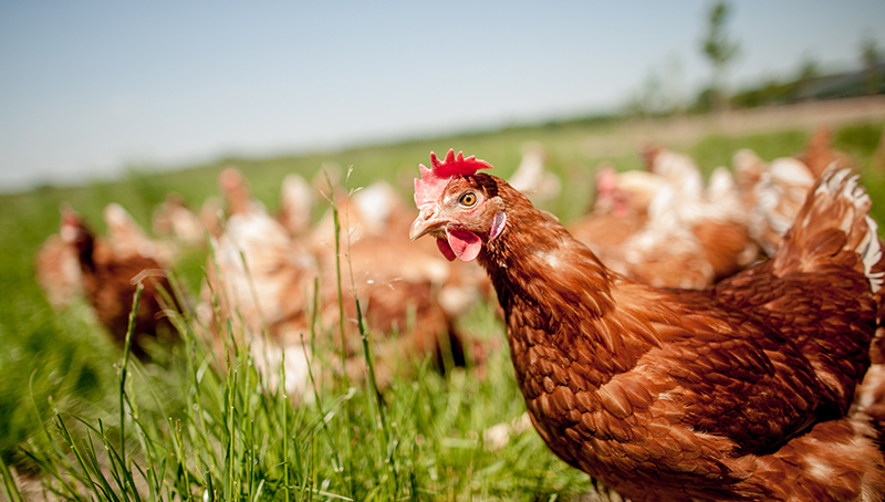 consequences-epizootie-influenza-aviaire-h5n1-niveau-risque-desormais-qualifie-negligeable-64b666733ae2f176305175.jpg