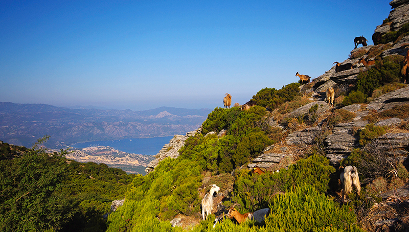 aide-petits-ruminants-corse-fixee-partir-campagne-2023-64c0f24f62ebe613509164.jpg