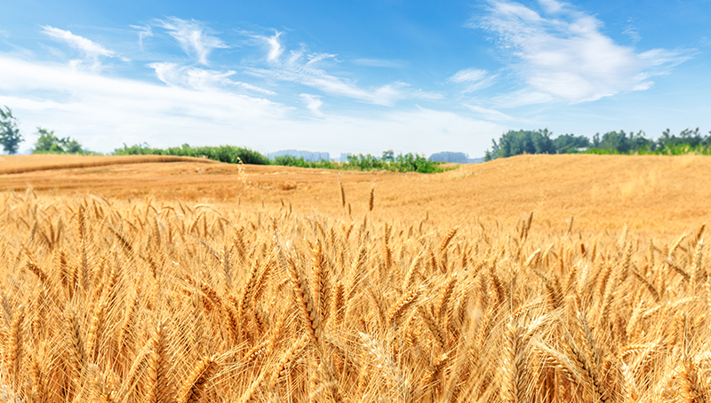 agriculture-biologique-dispositif-pallier-consequences-invasion-ukraine-russie-64ef49b12eafa314193337.jpg